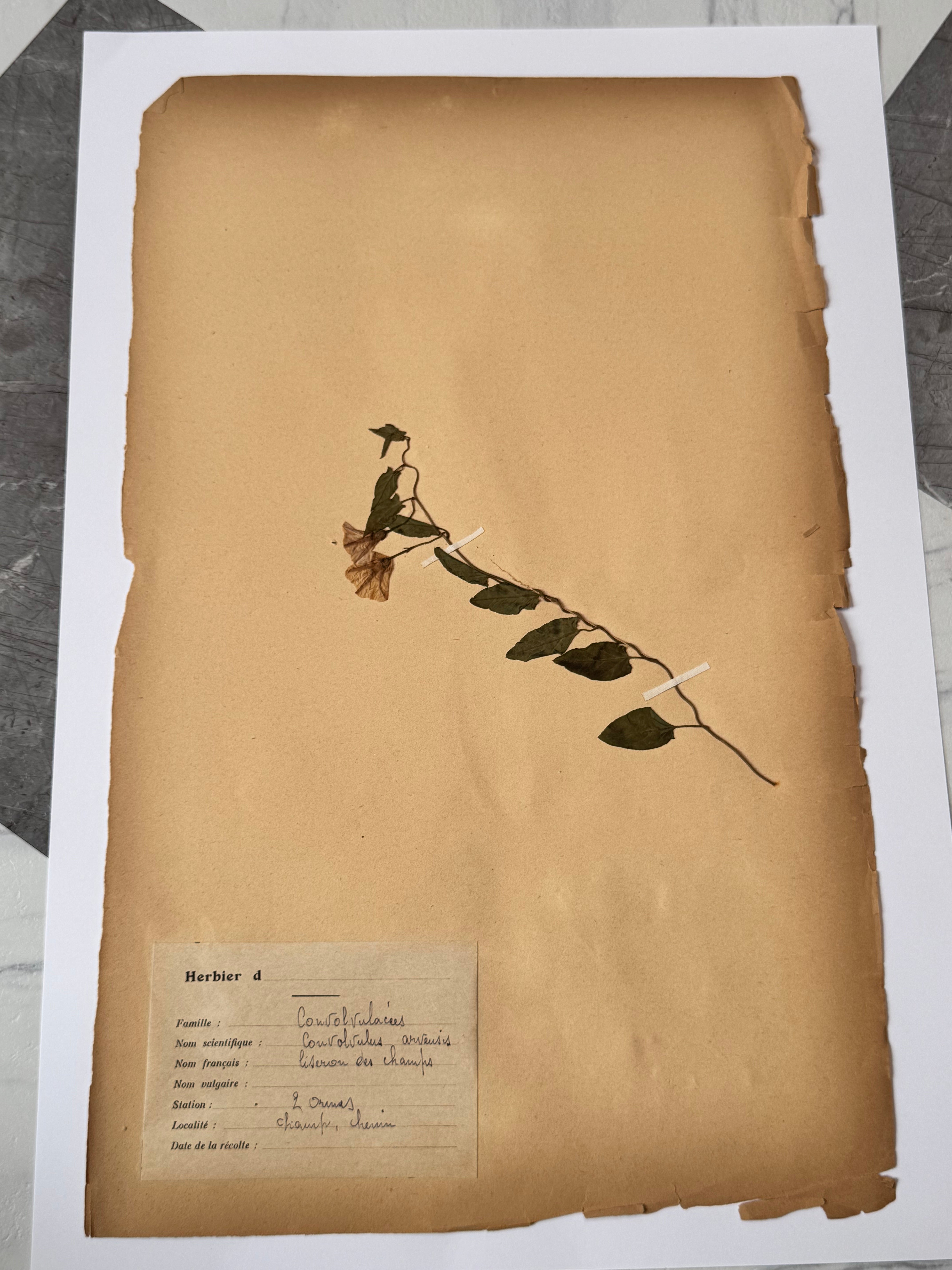 Herbarium Co