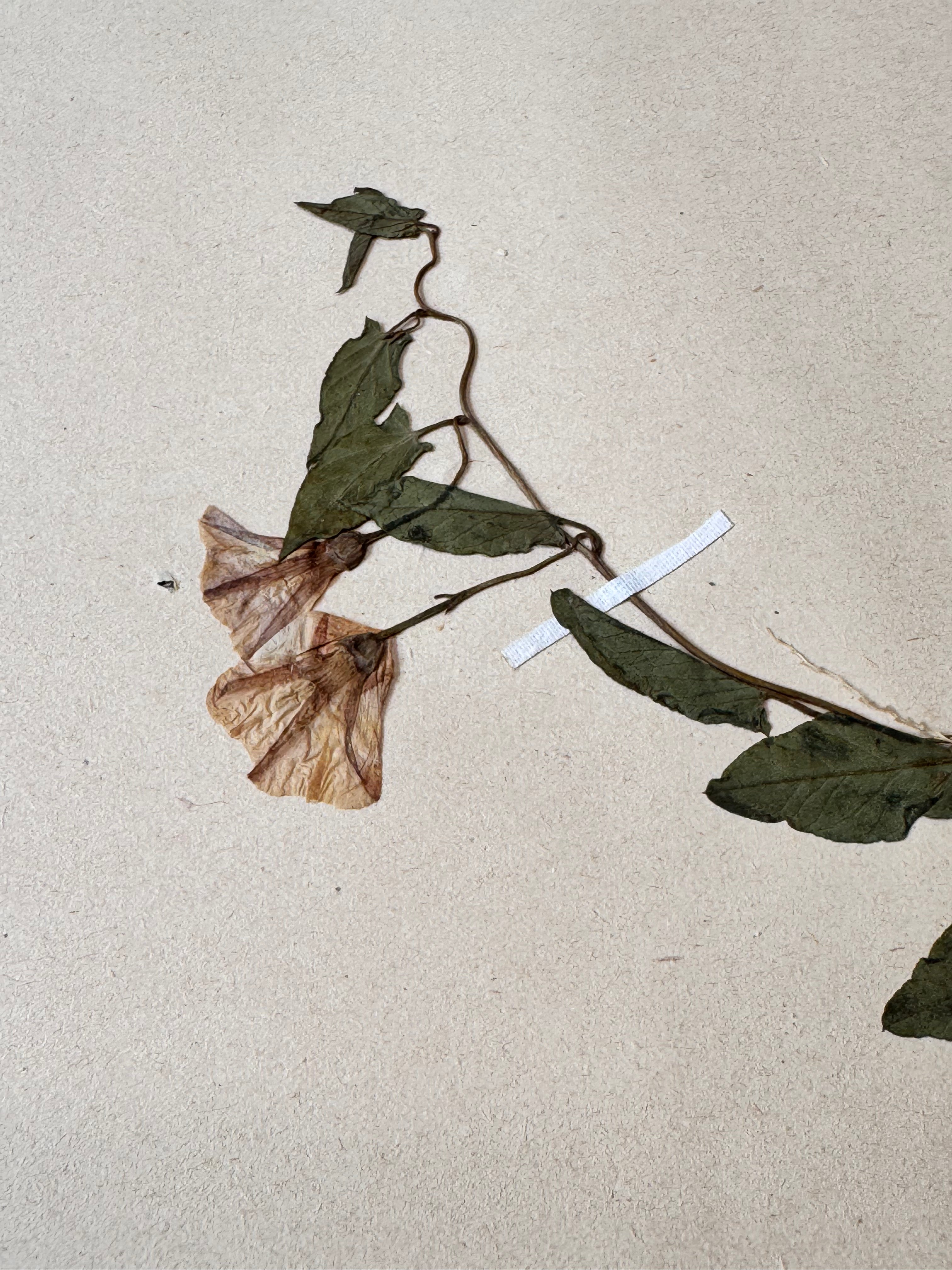 Herbarium Co