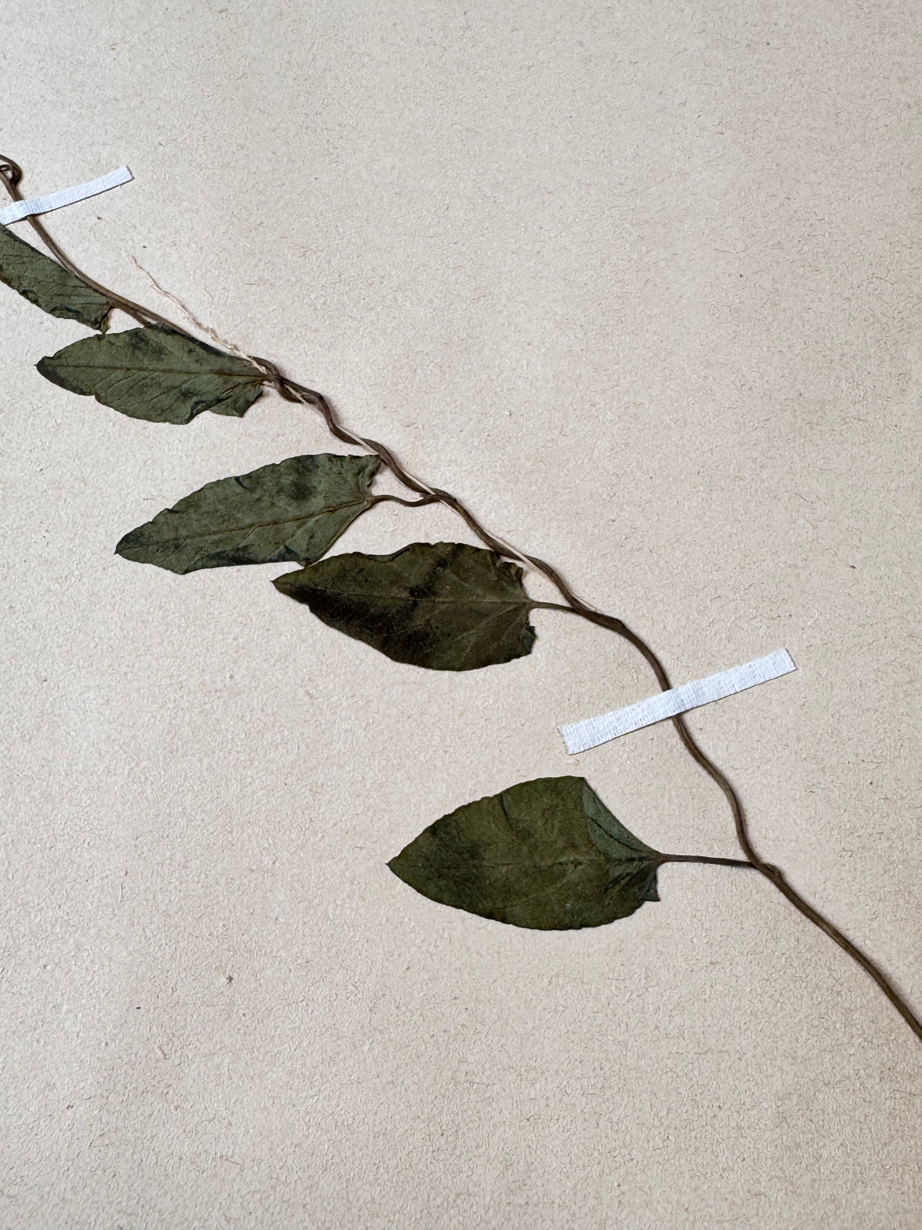 Herbarium Co