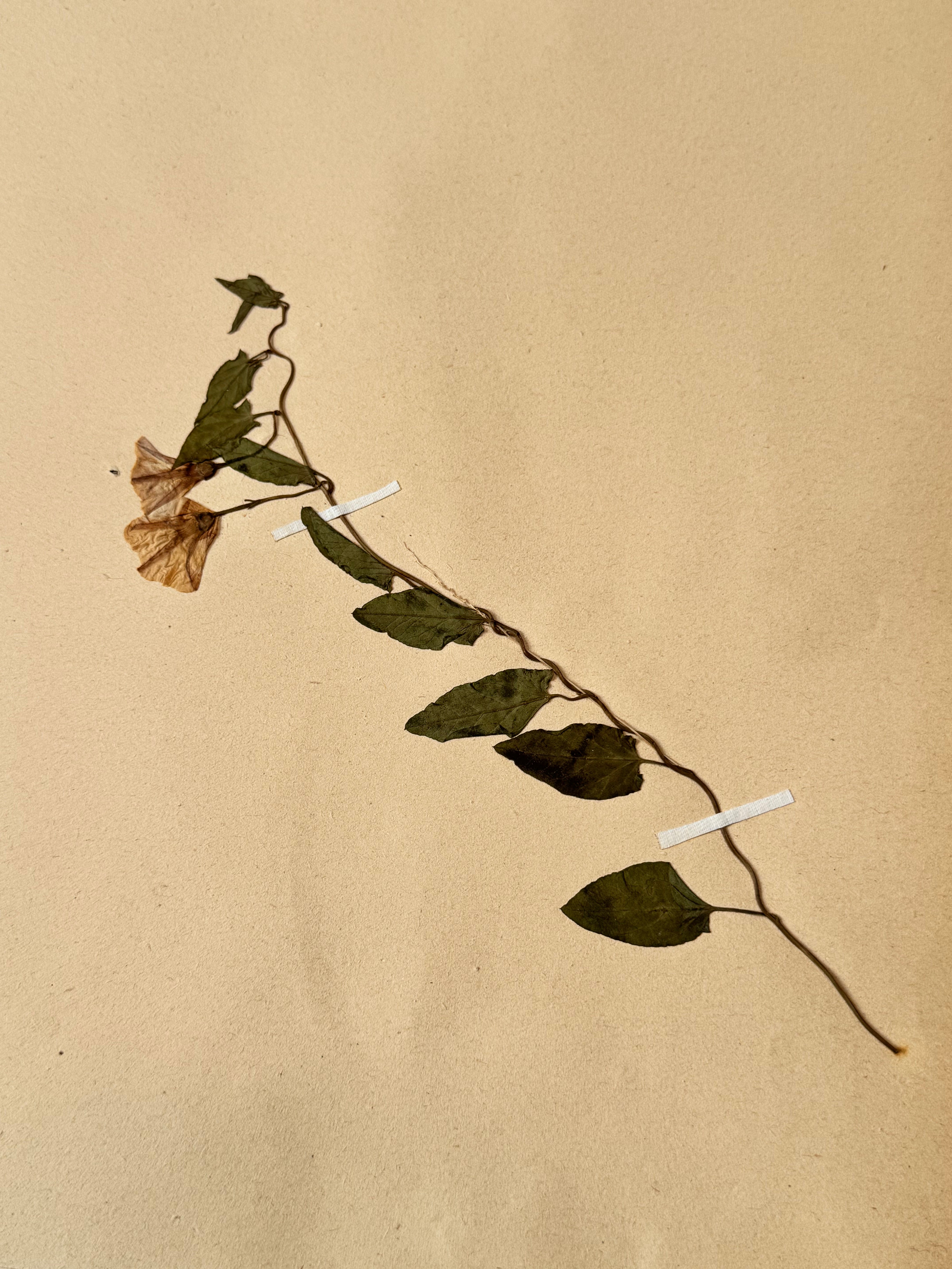 Herbarium Co