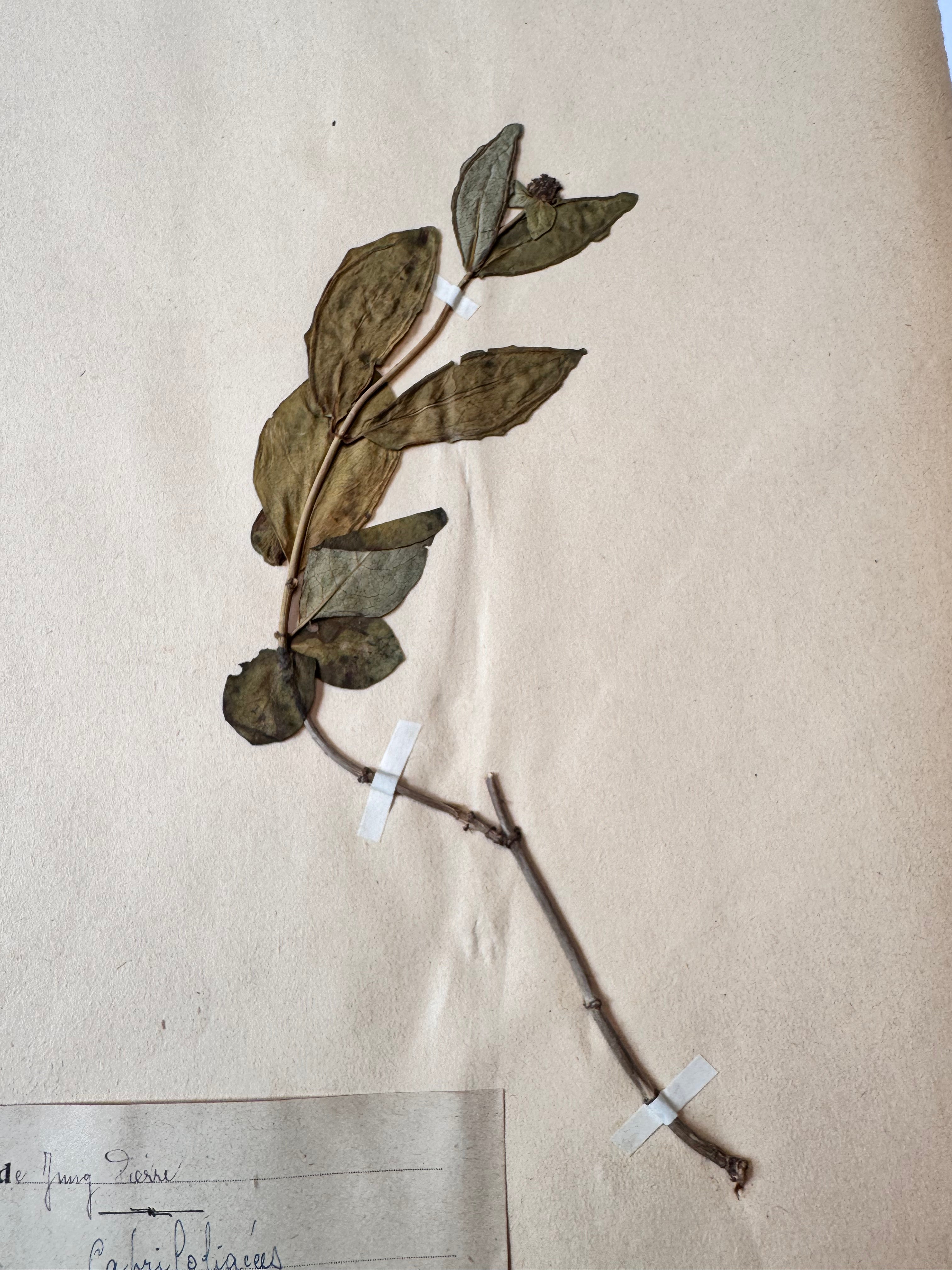 Herbarium Ca 1