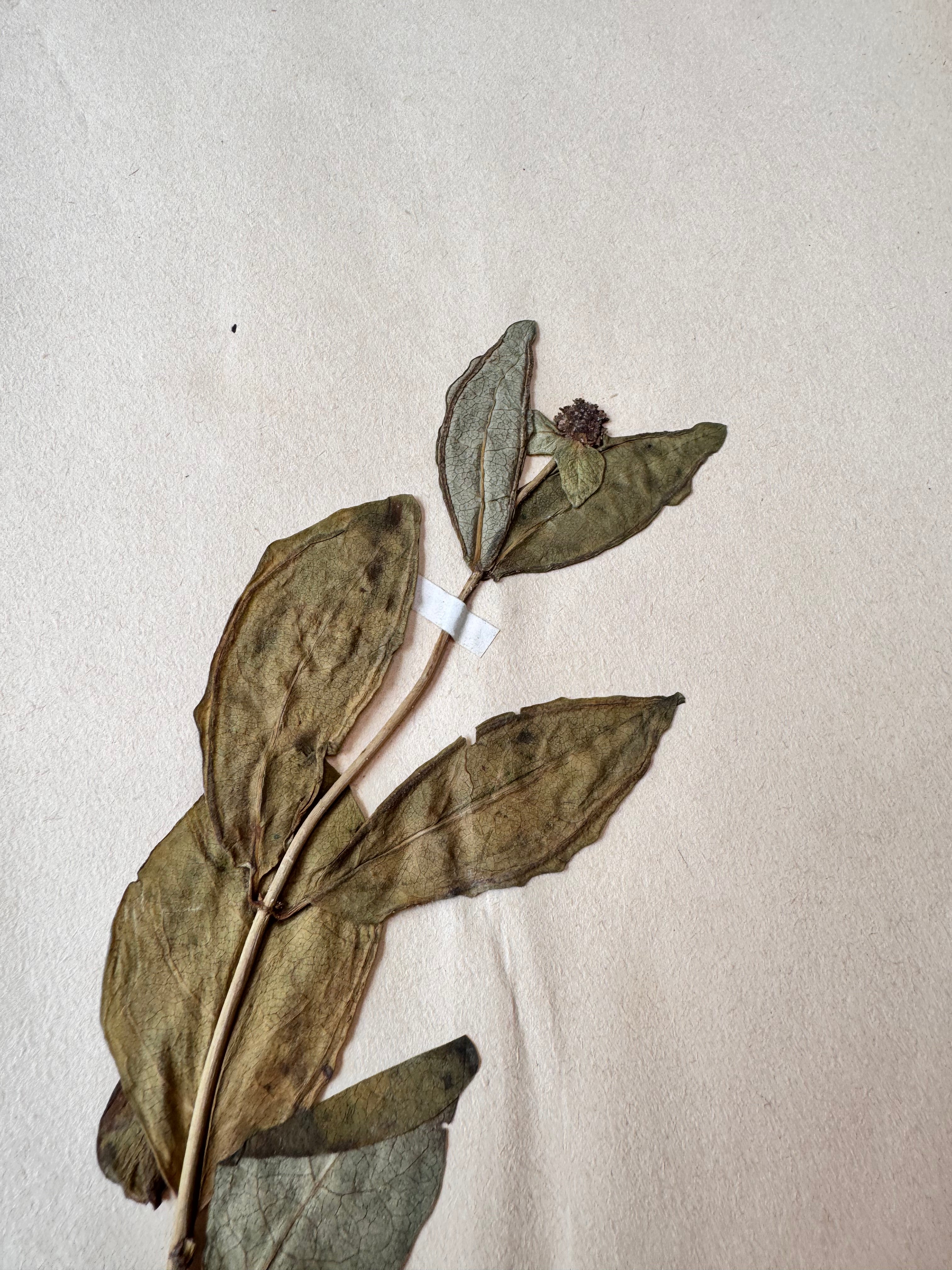 Herbarium Ca 1