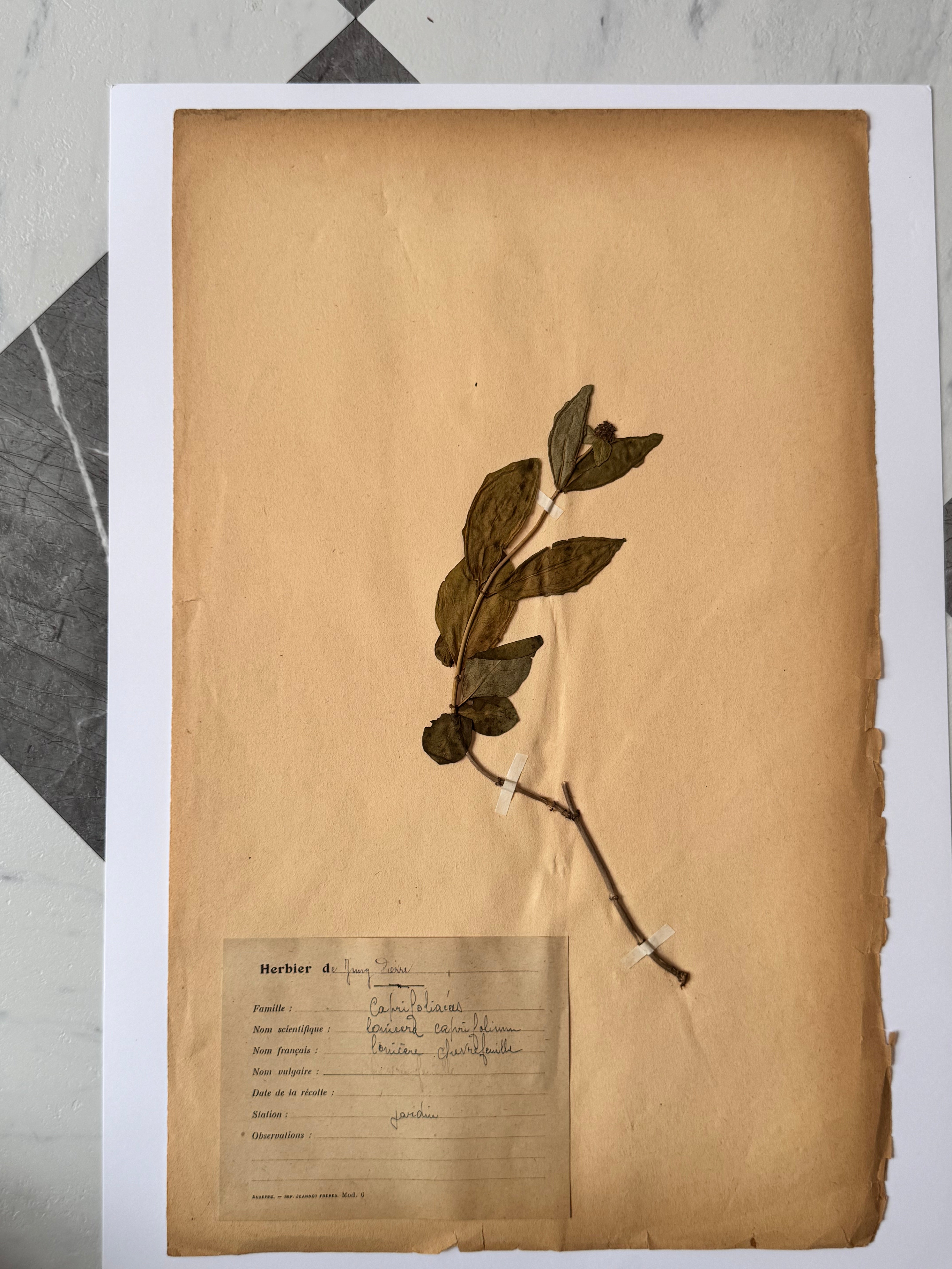 Herbarium Ca 1