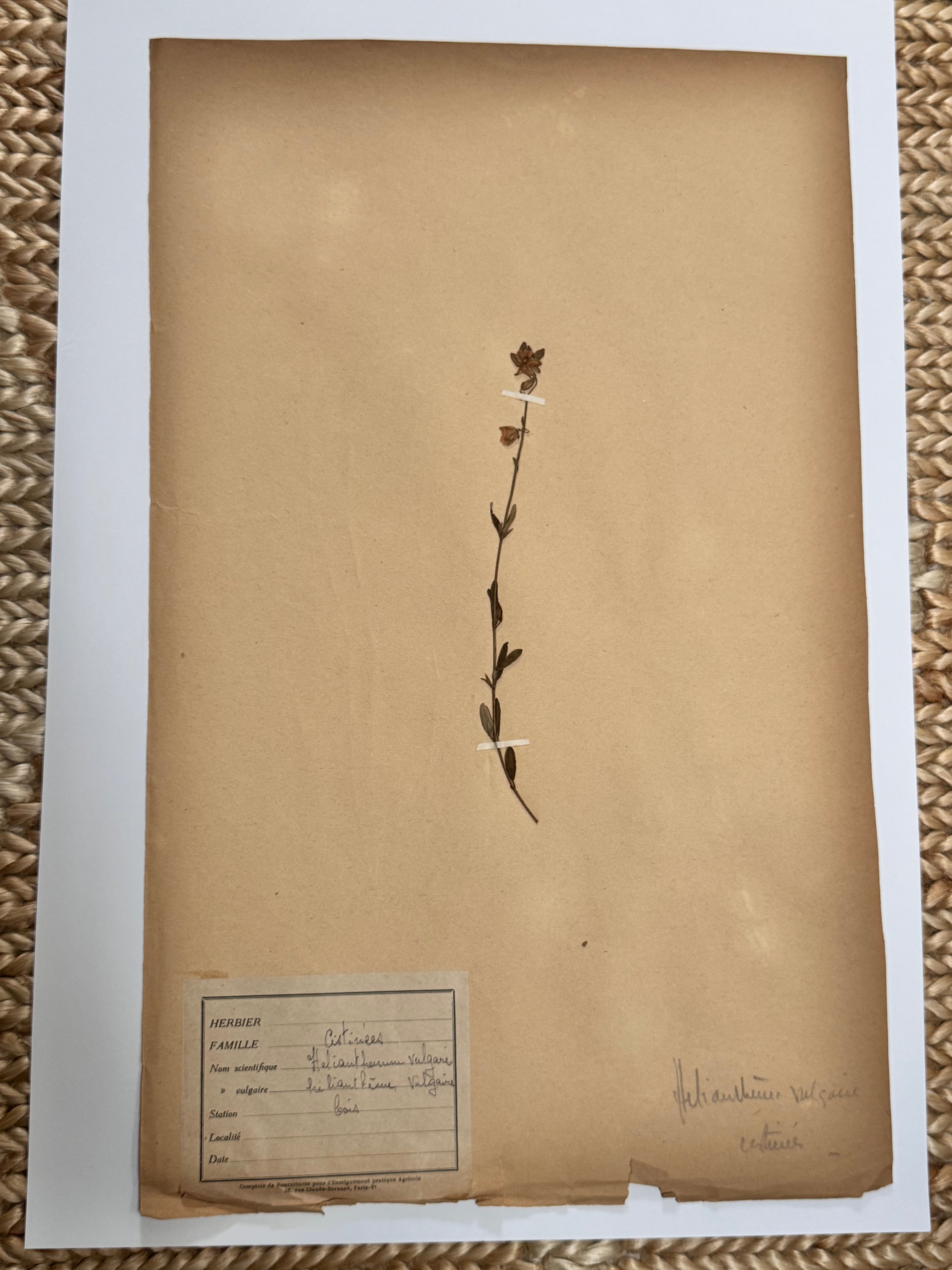 Herbarium Ci 1