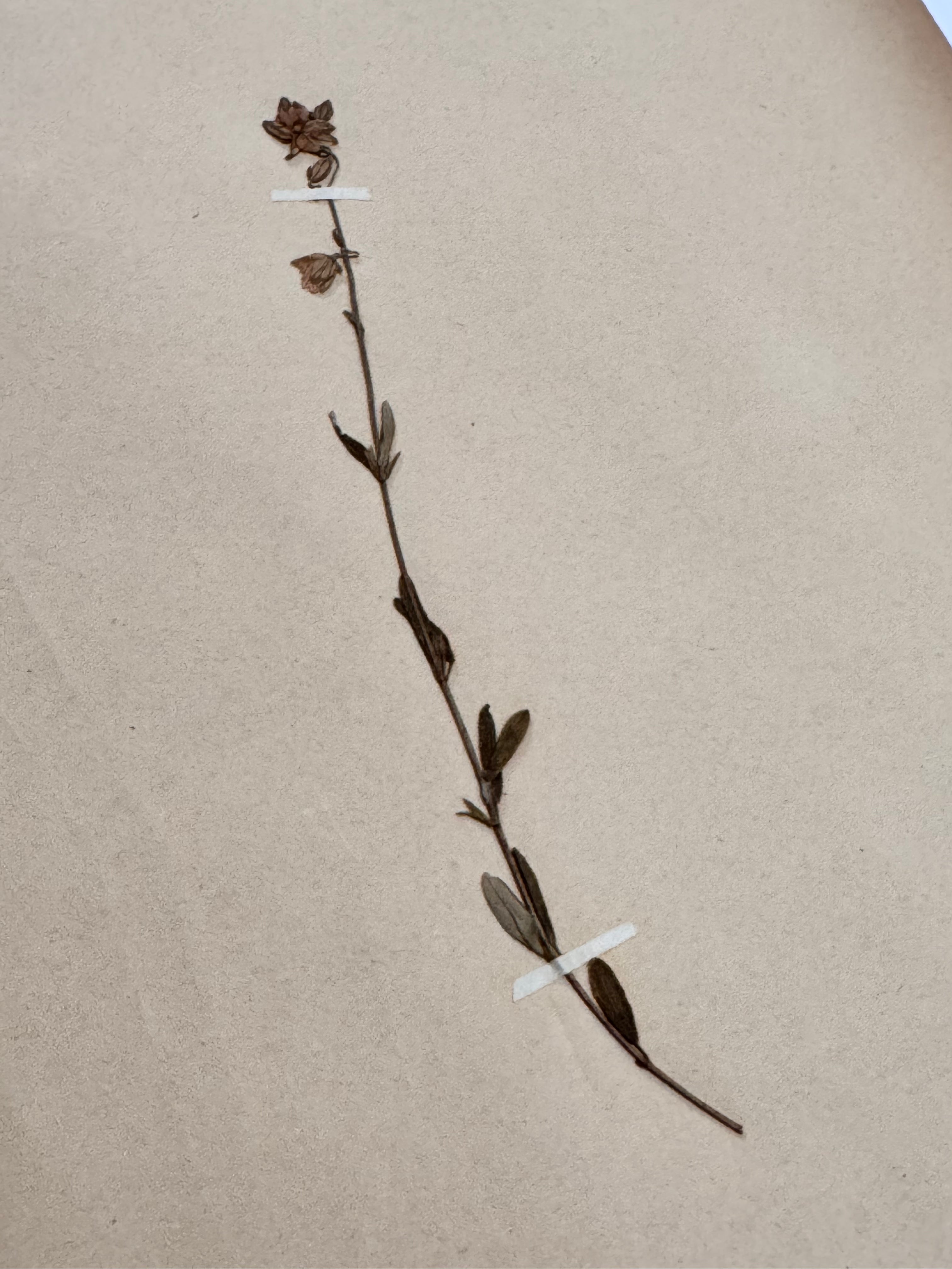 Herbarium Ci 1