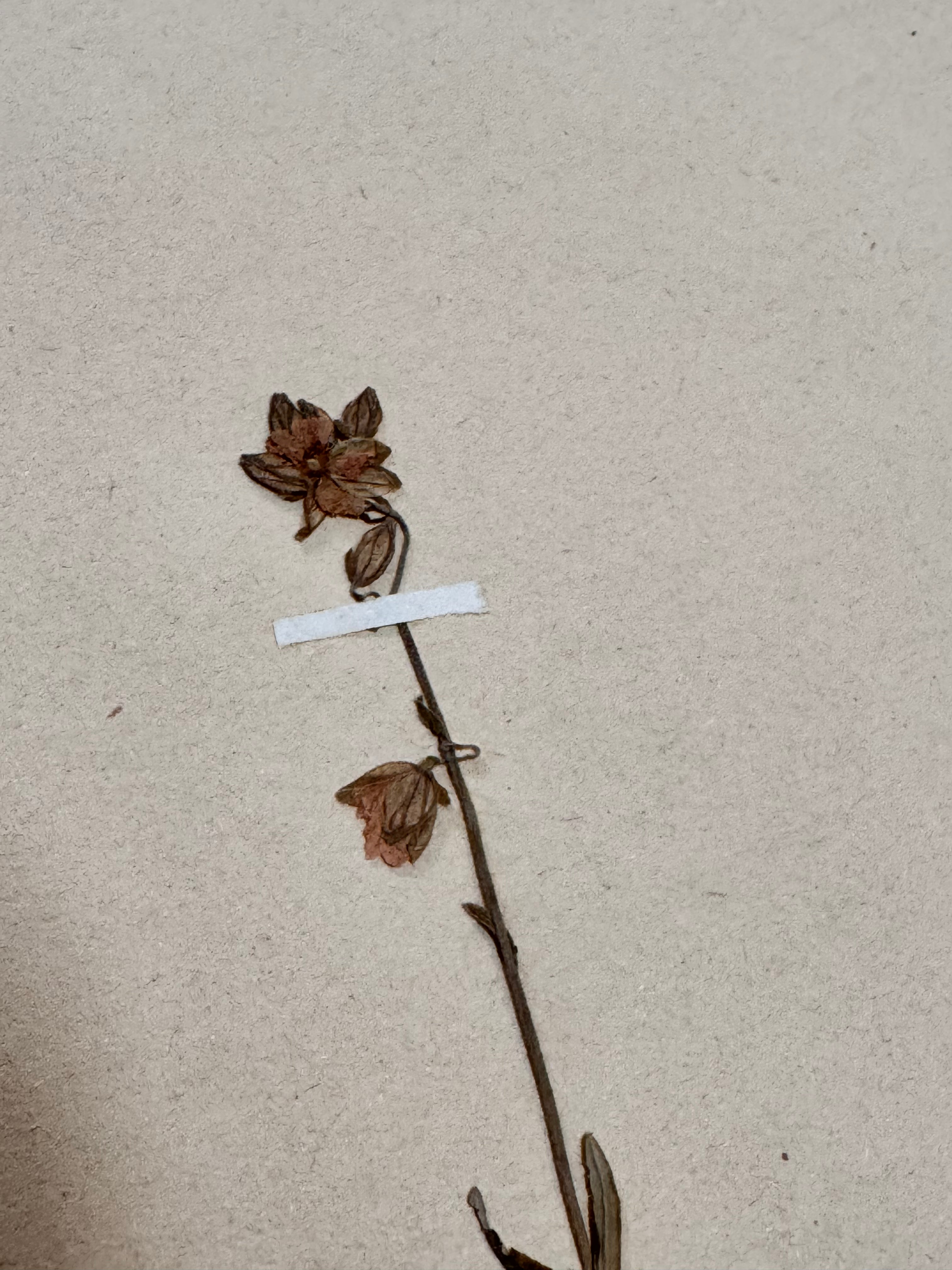 Herbarium Ci 1