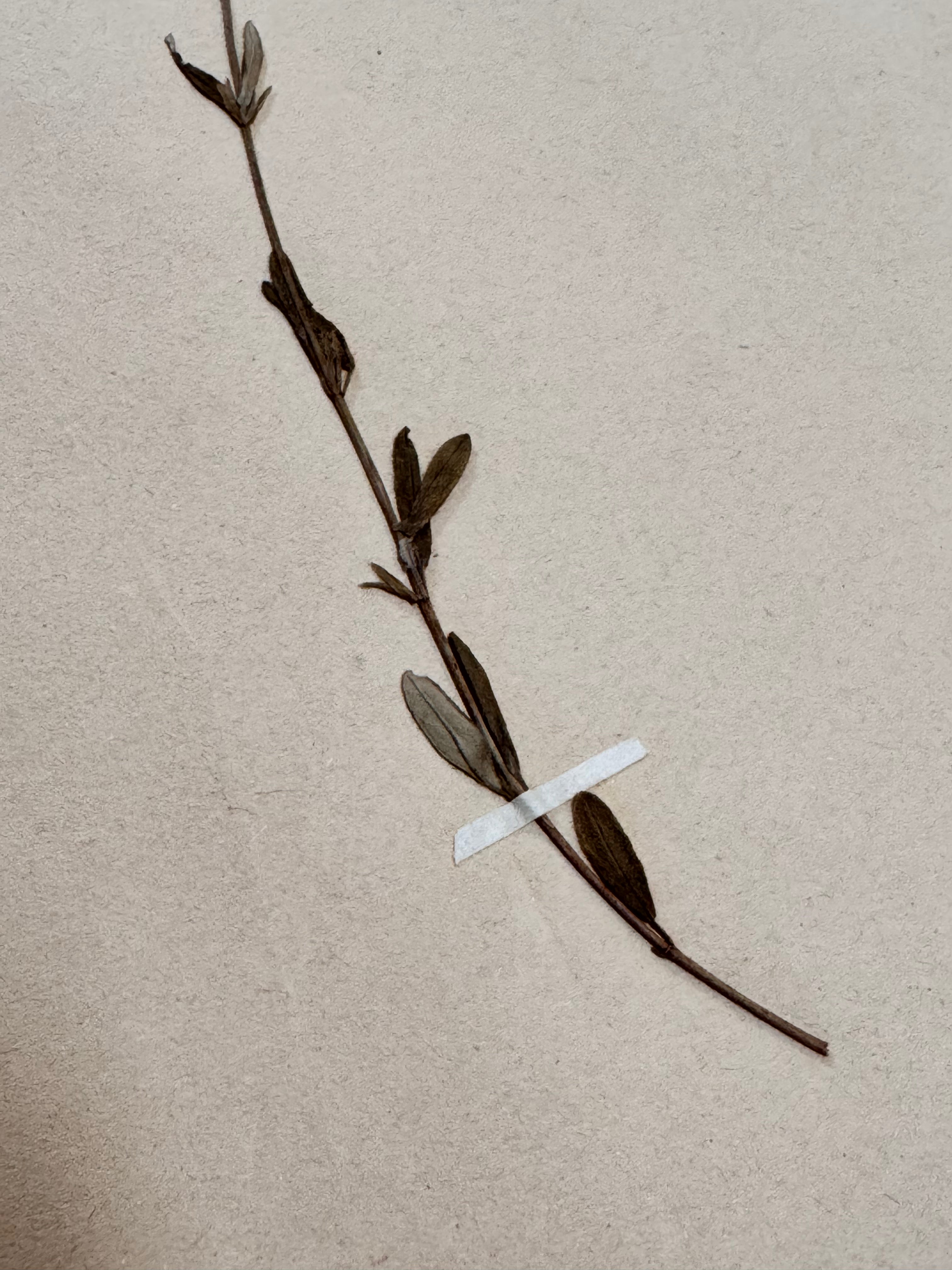 Herbarium Ci 1