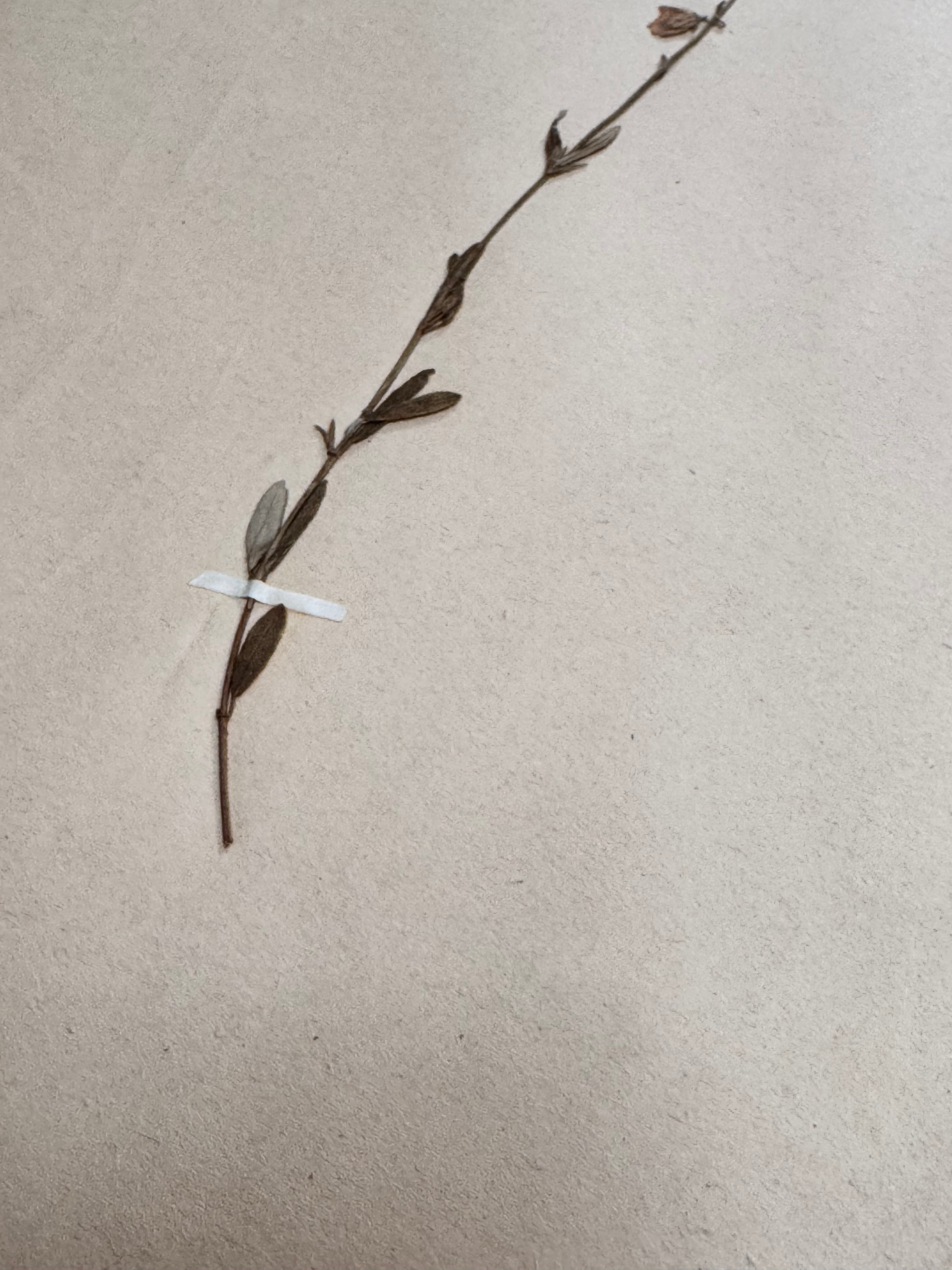 Herbarium Ci 1
