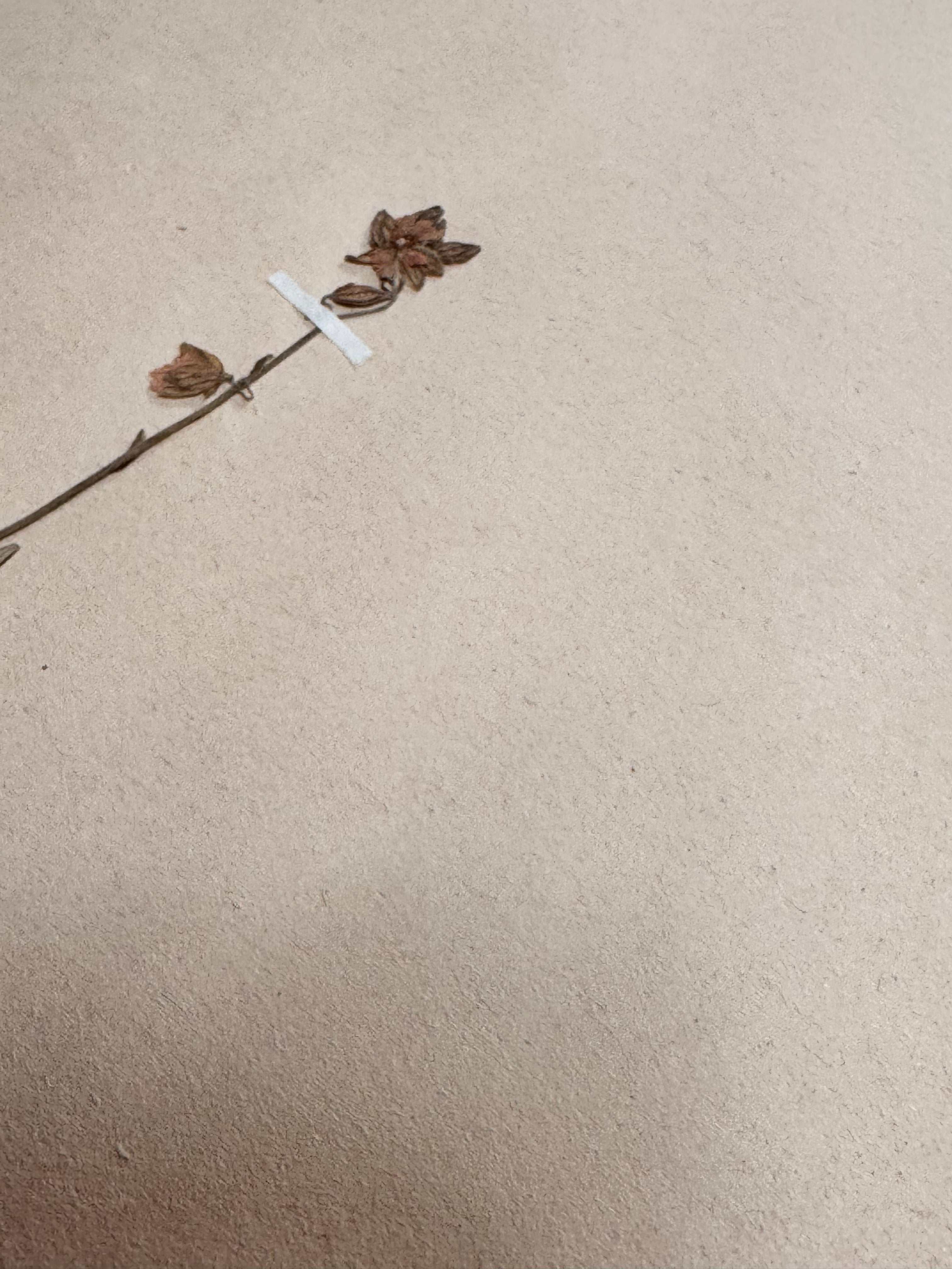 Herbarium Ci 1