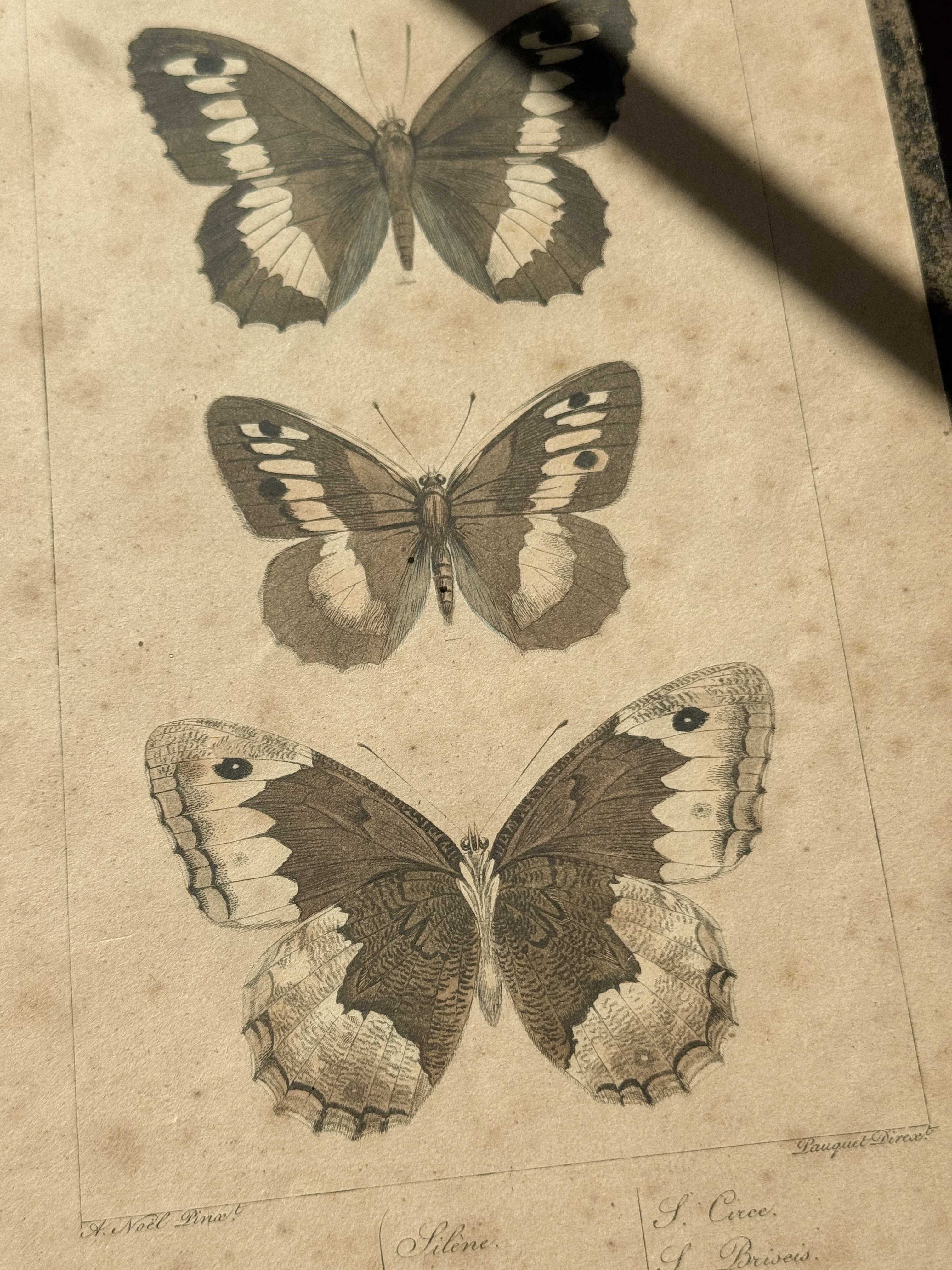 Framed Hand-Colored French Butterfly Engraving, c. 1820–1850