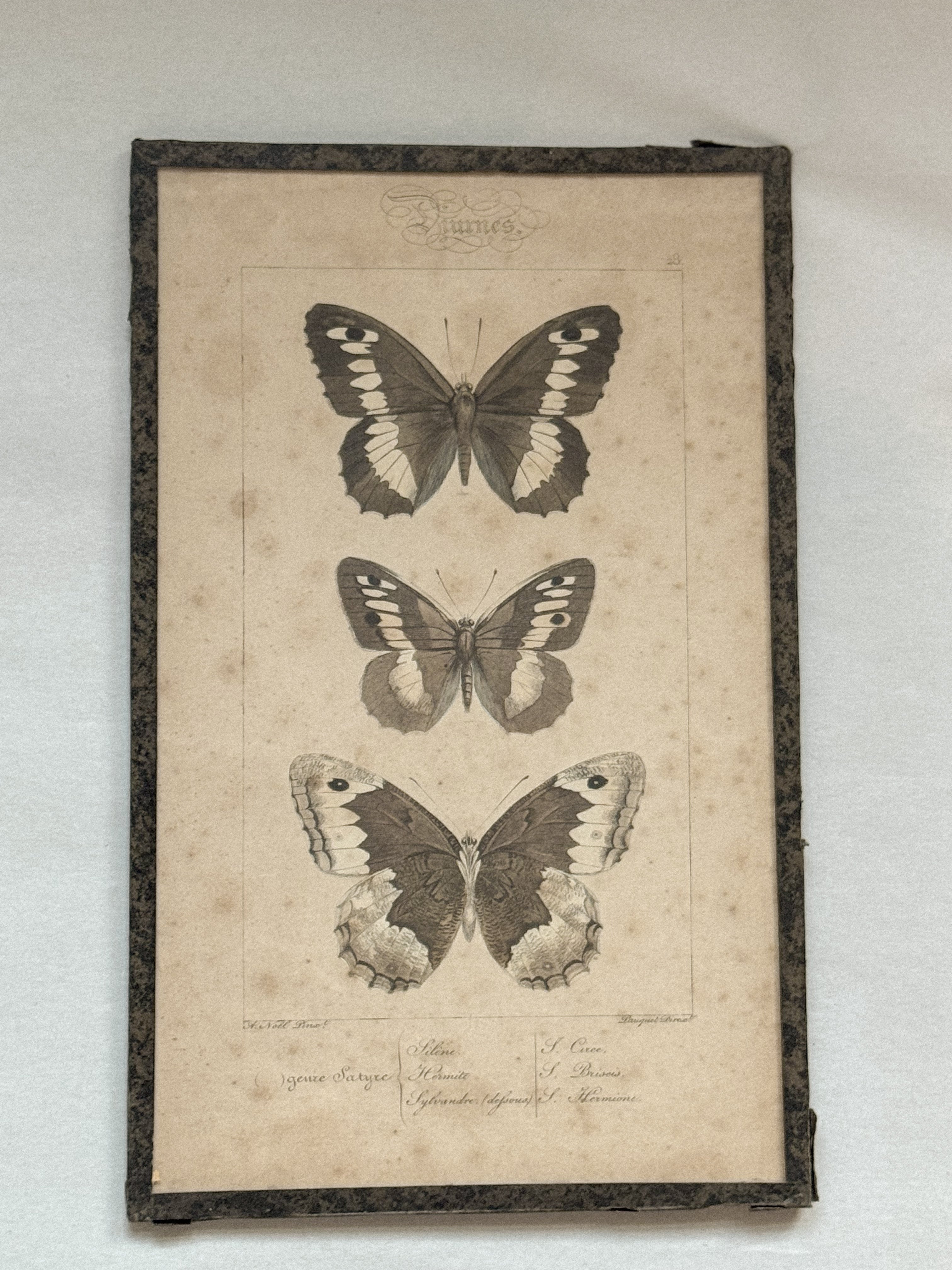 Framed Hand-Colored French Butterfly Engraving, c. 1820–1850