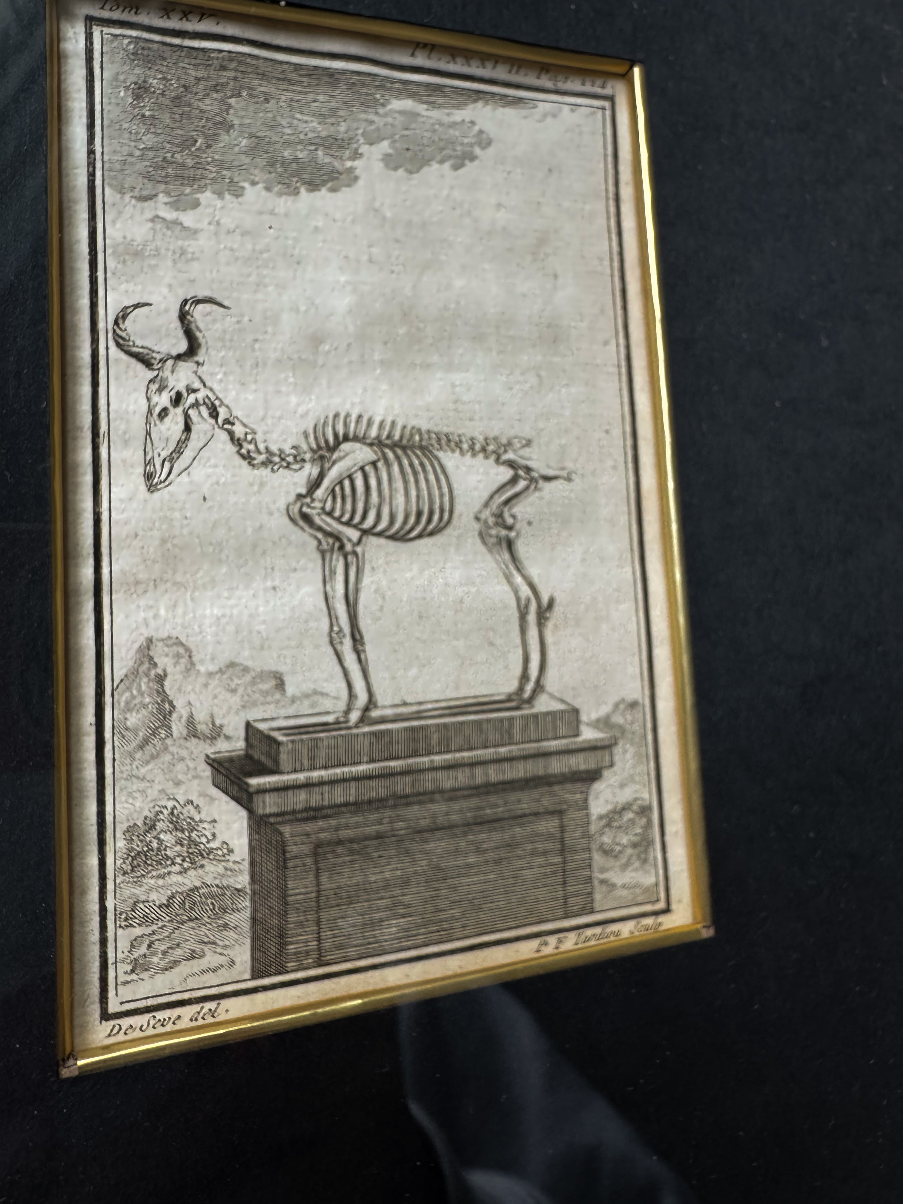 18th Century Zoological Engravings