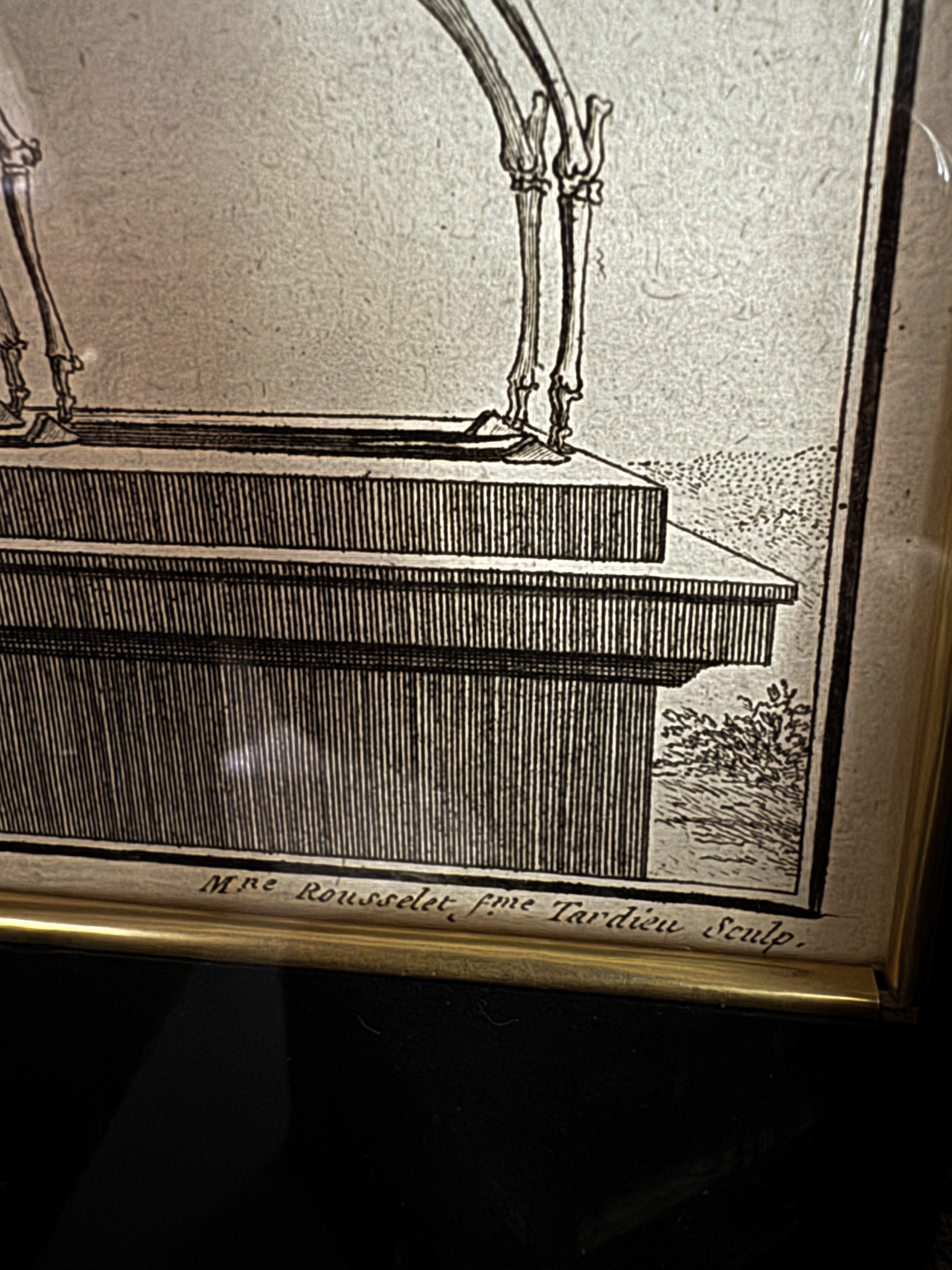 18th Century Zoological Engravings