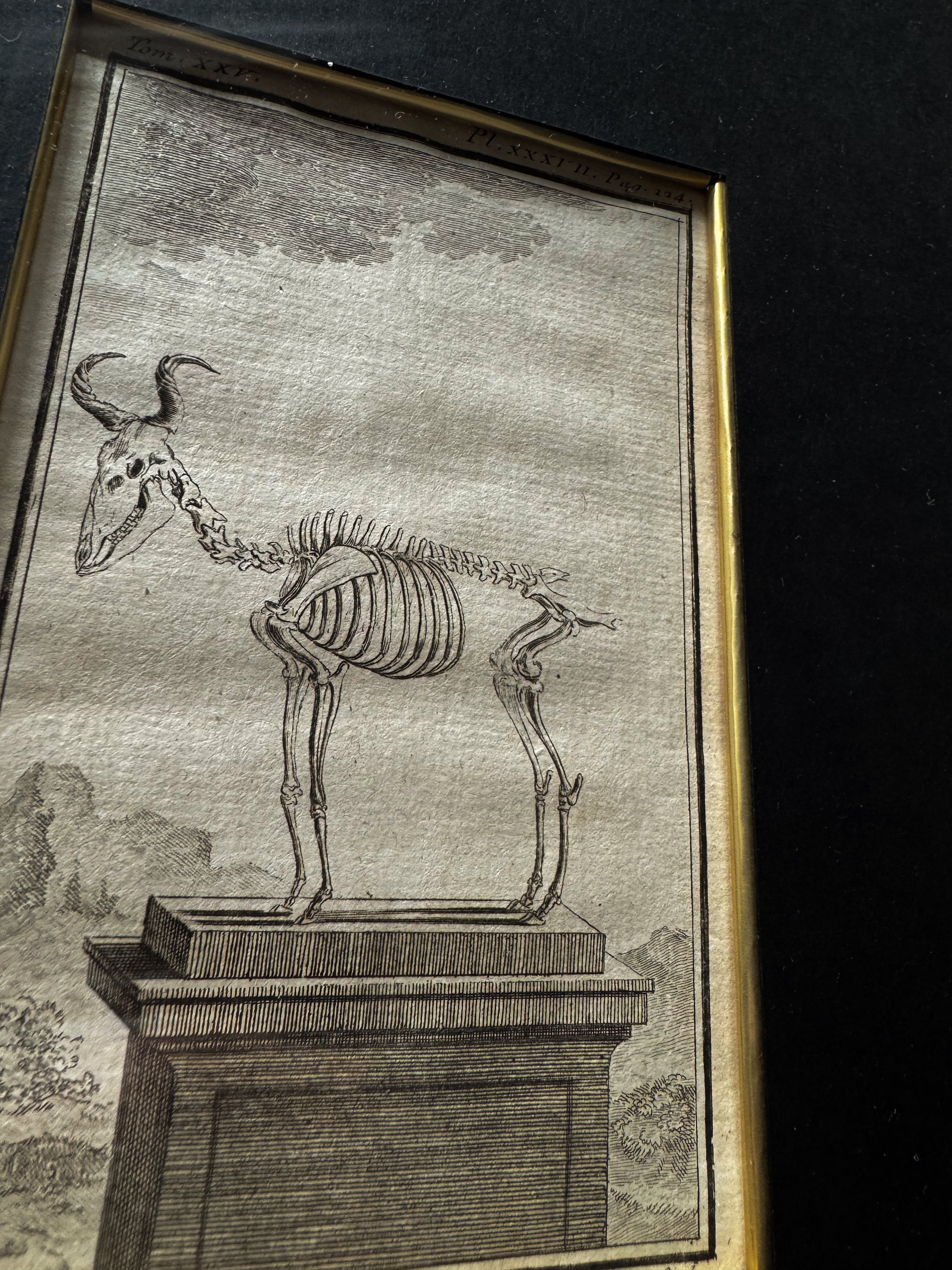 18th Century Zoological Engravings