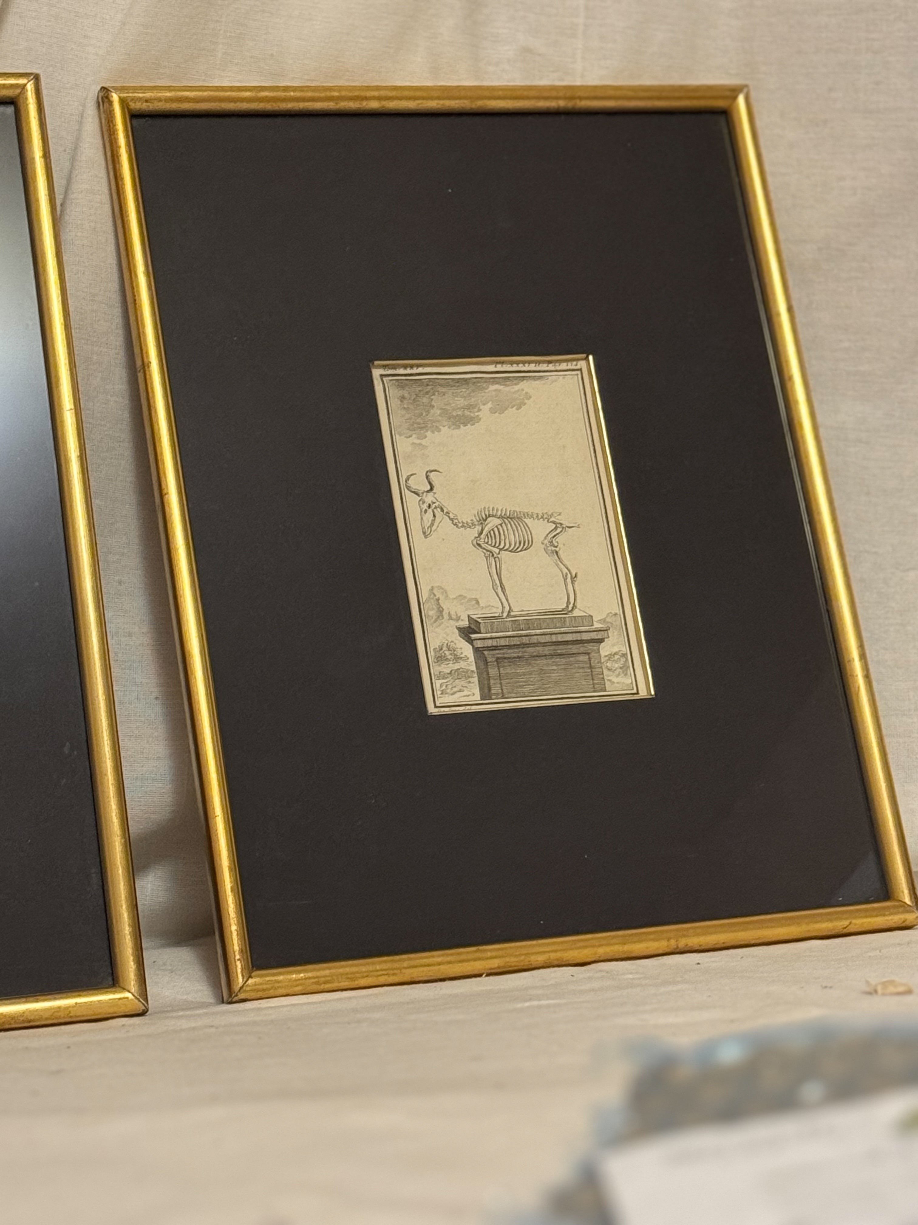 18th Century Zoological Engravings
