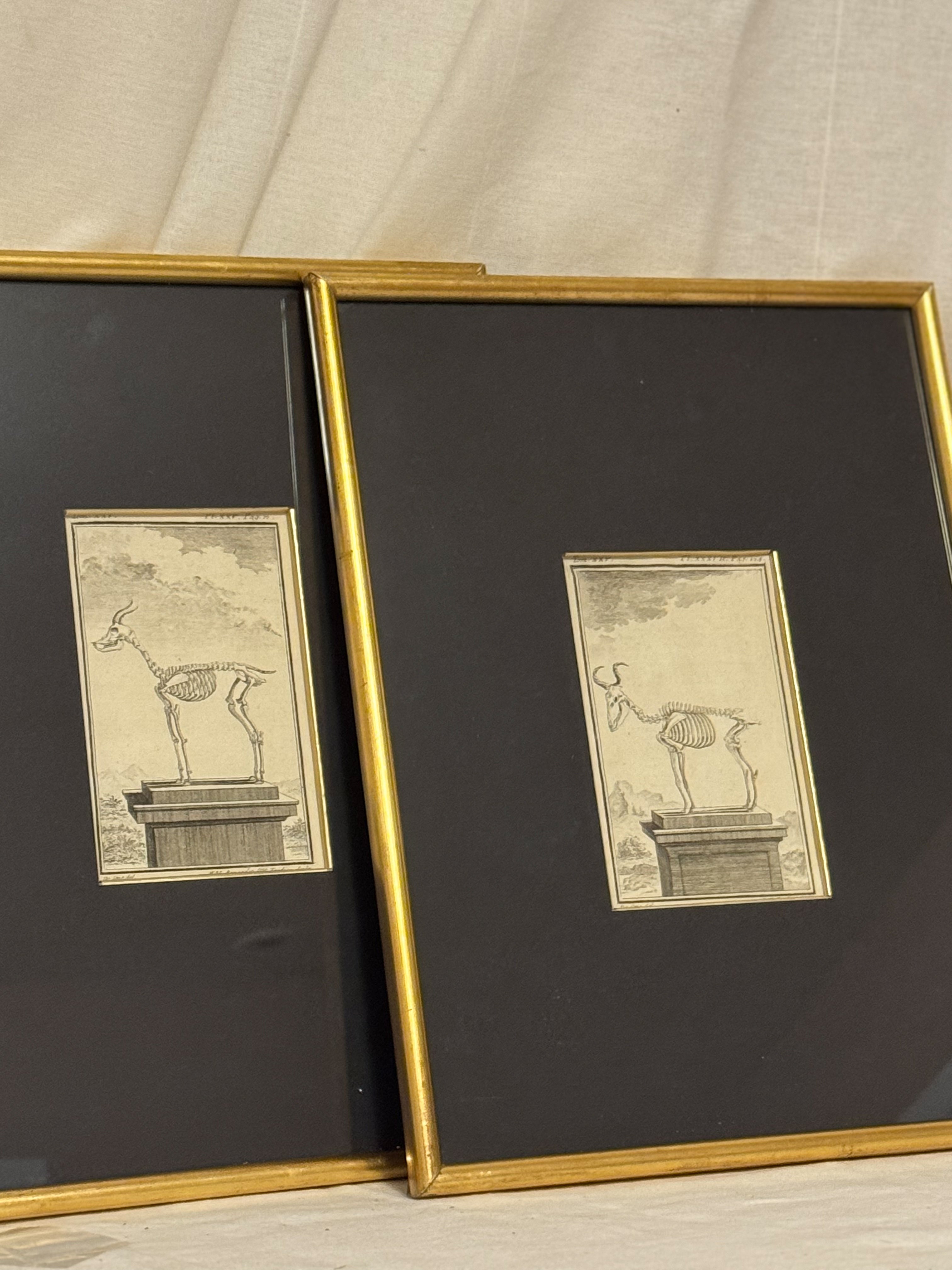 18th Century Zoological Engravings